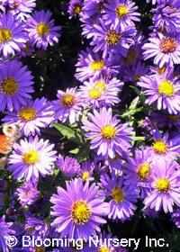 Aster novi-belgii 'Fuldatal'                  